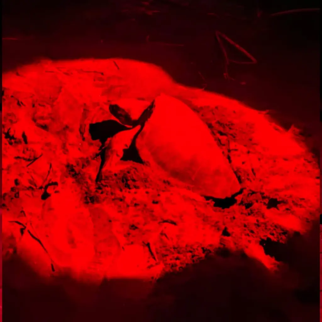 WhatsApp Image 2025-08-31 at 1.25.44 AM.webp