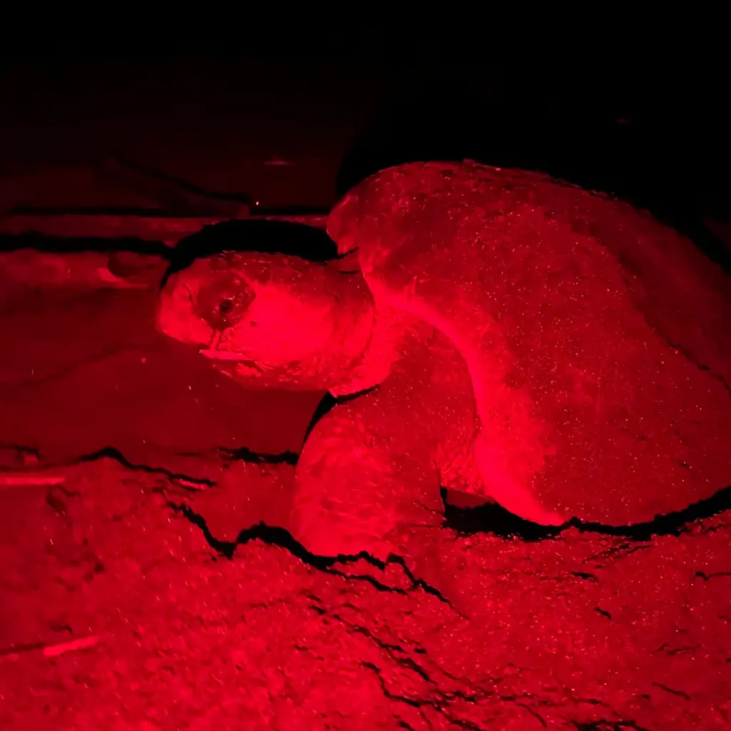 WhatsApp Image 2025-08-31 at 1.25.45 AM.webp