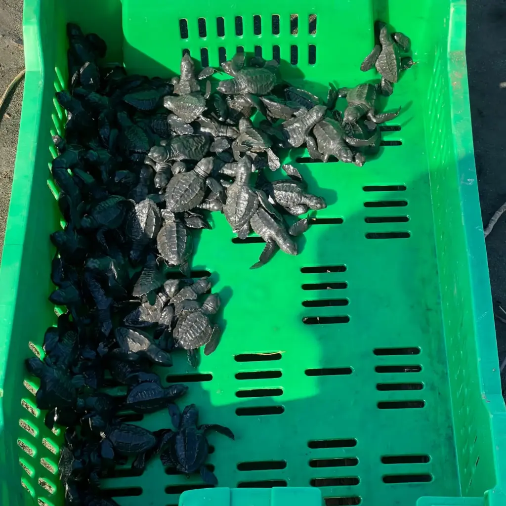 WhatsApp Image 2025-08-31 at 1.25.43 AM.webp