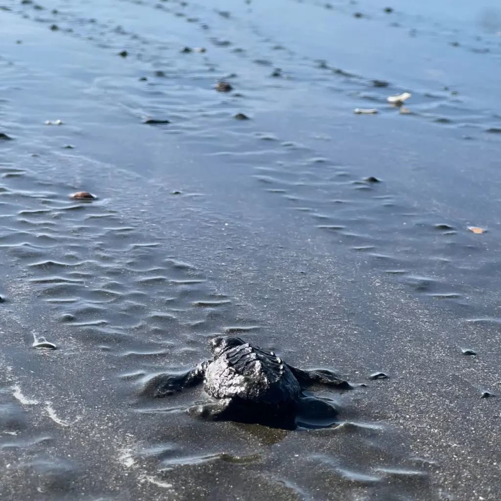 WhatsApp Image 2025-08-31 at 1.25.42 AM.webp